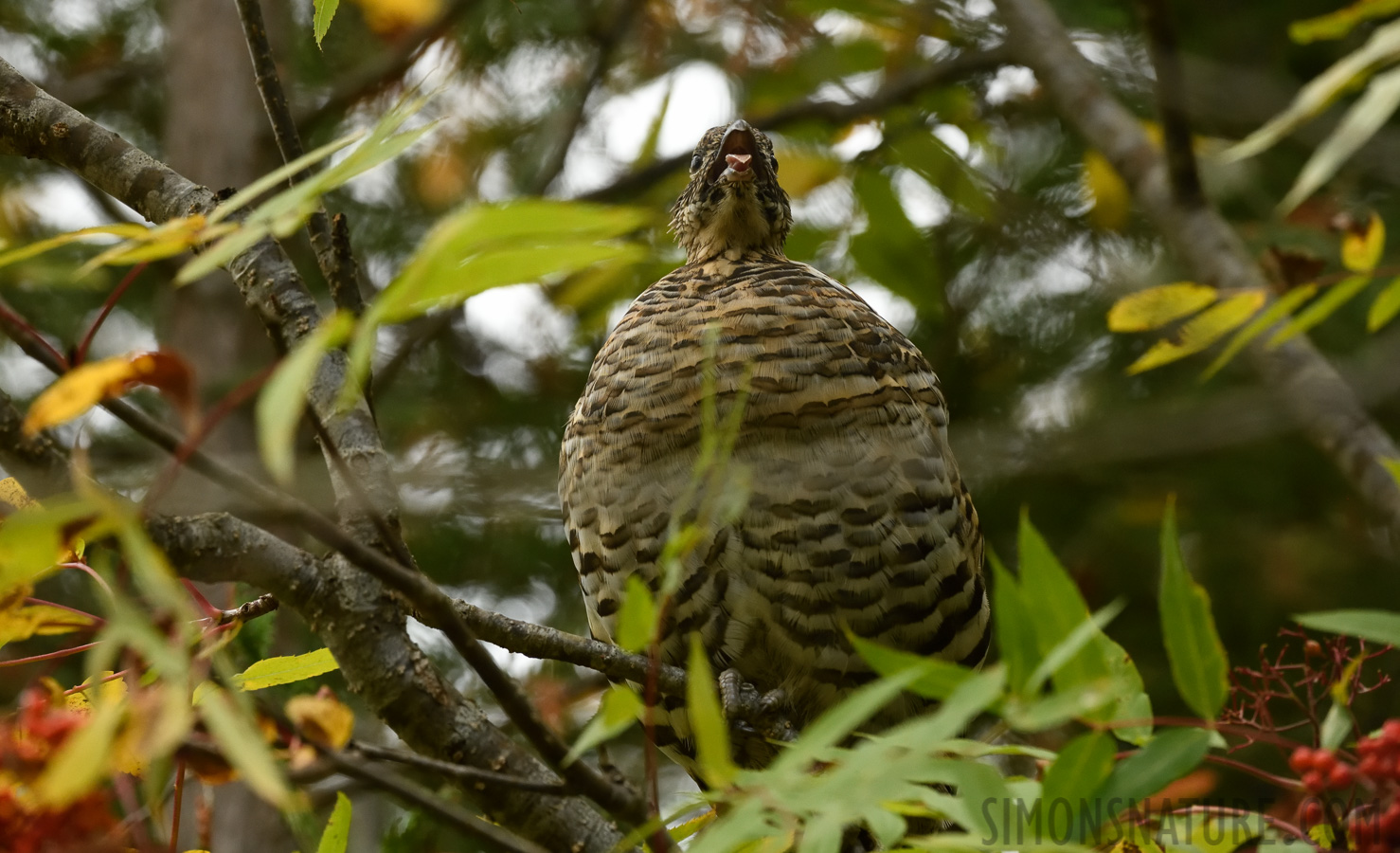 Bonasa umbellus umbelloides [220 mm, 1/640 Sek. bei f / 8.0, ISO 2500]